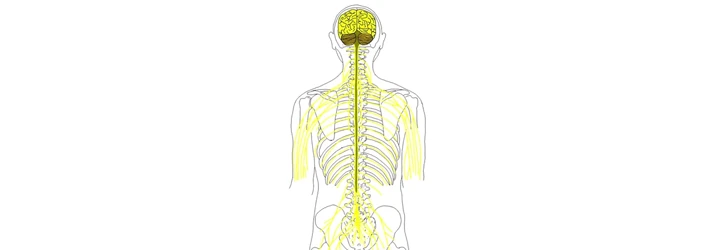 The Beginners Guide To Chiropractic in Lakeville MN
