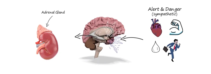 Stress Affects Your Brain and Health in Lakeville MN